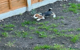 Beagle dogs for sale: Only 1 boy KC Registered Top Quality Beagle Puppy - Image 18