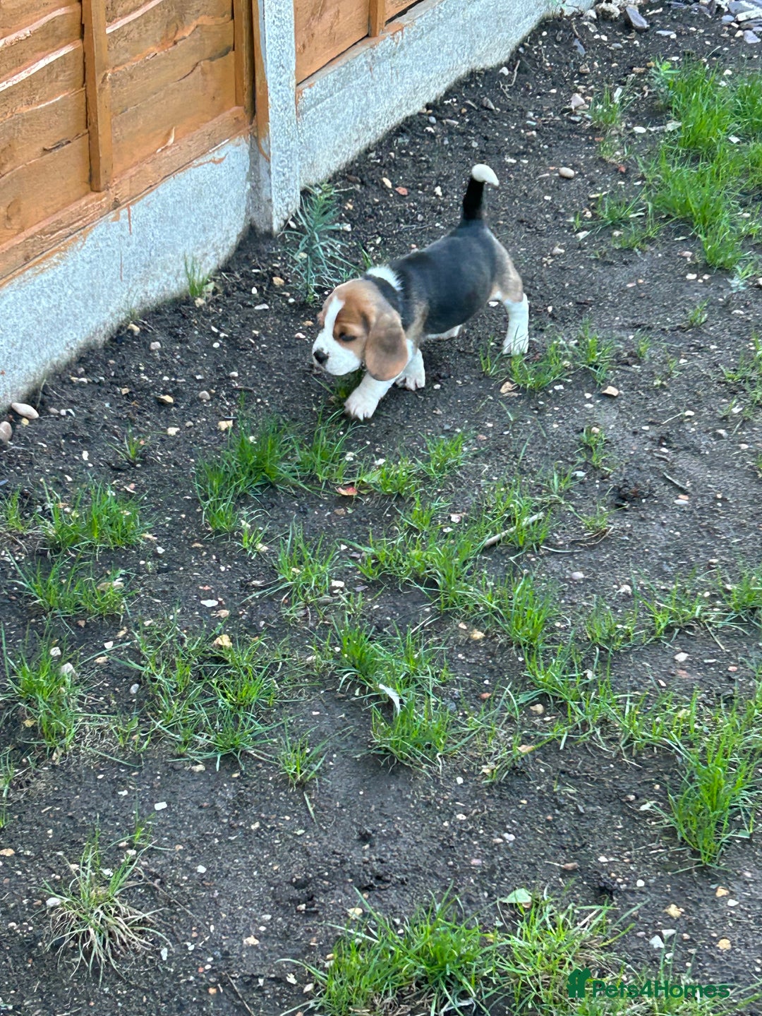 Beagle dogs for sale: Only 1 boy KC Registered Top Quality Beagle Puppy - Image 18