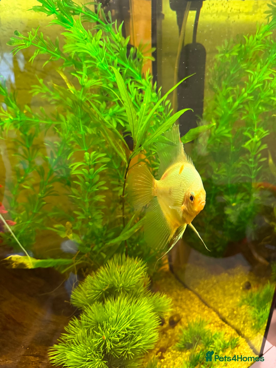 Angelfish fish for sale: 3x Angelfish free to good home - Image 2