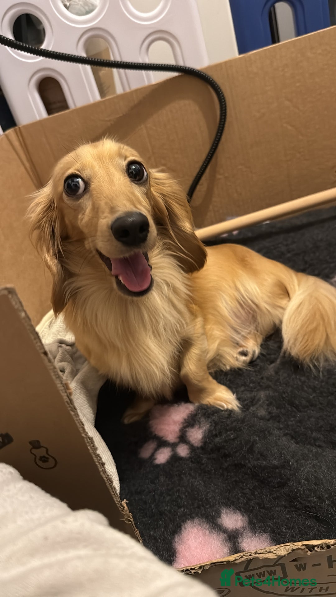 Miniature Dachshund dogs for sale: Shaded cream boy ready now - Advert 2