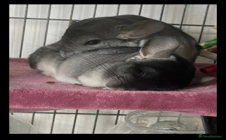 Chinchilla rodents - Advert 9