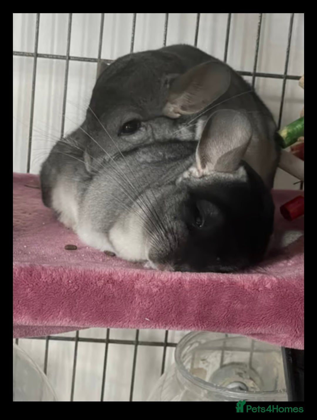 Chinchilla rodents for sale: Chinchilla’s for sale - Image 1