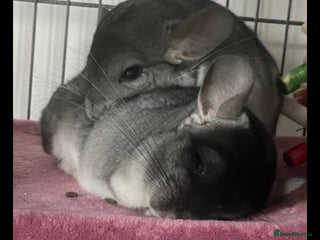 Chinchilla rodents - Advert 10