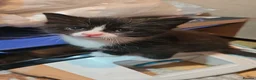 Mixed Breed cats for sale: 4 kittens in Accrington - Advert 7