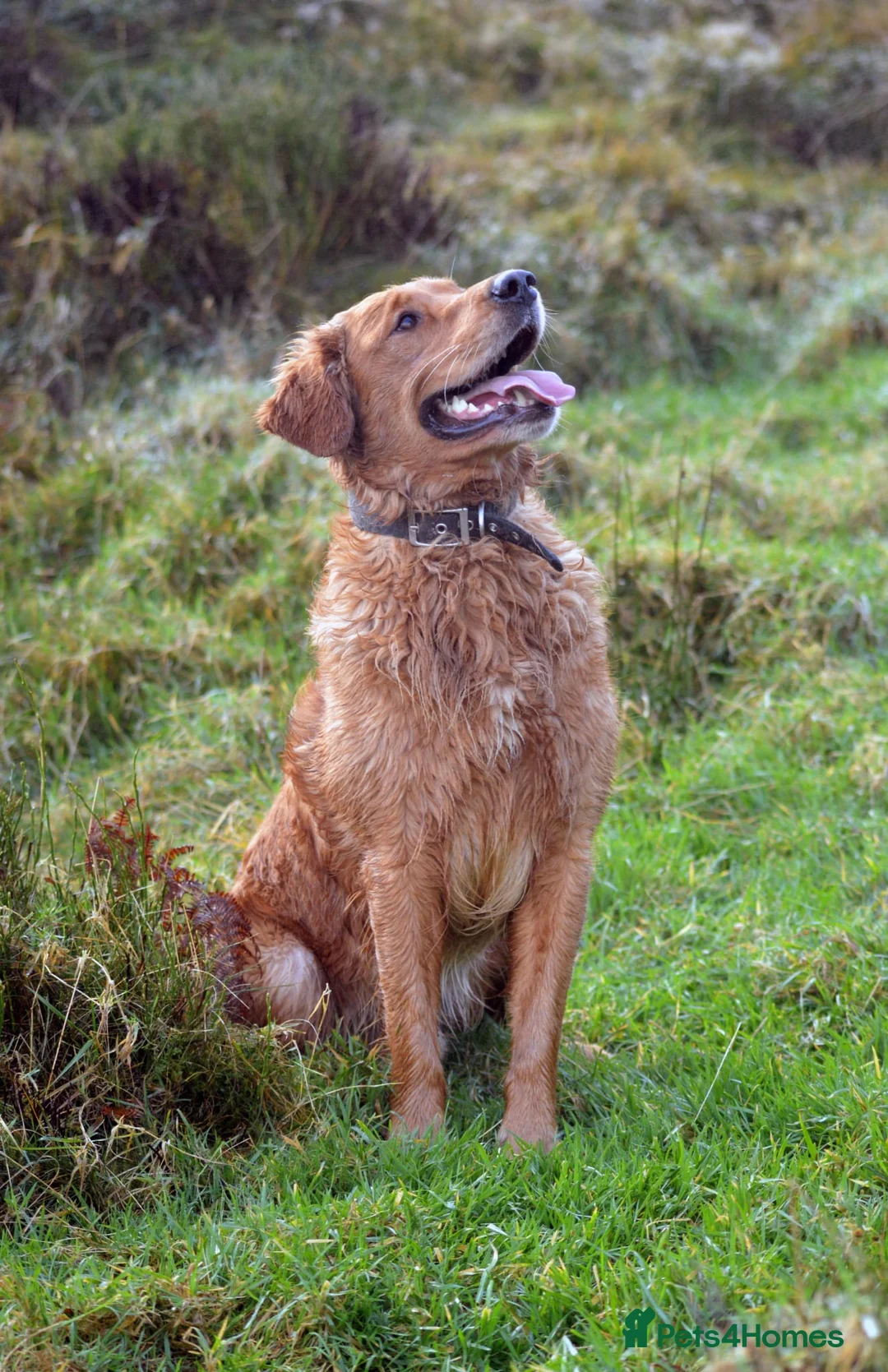 Golden Retriever dogs for stud: Raystone Westnab (Chase), Working, Family Pet  - Advert 6