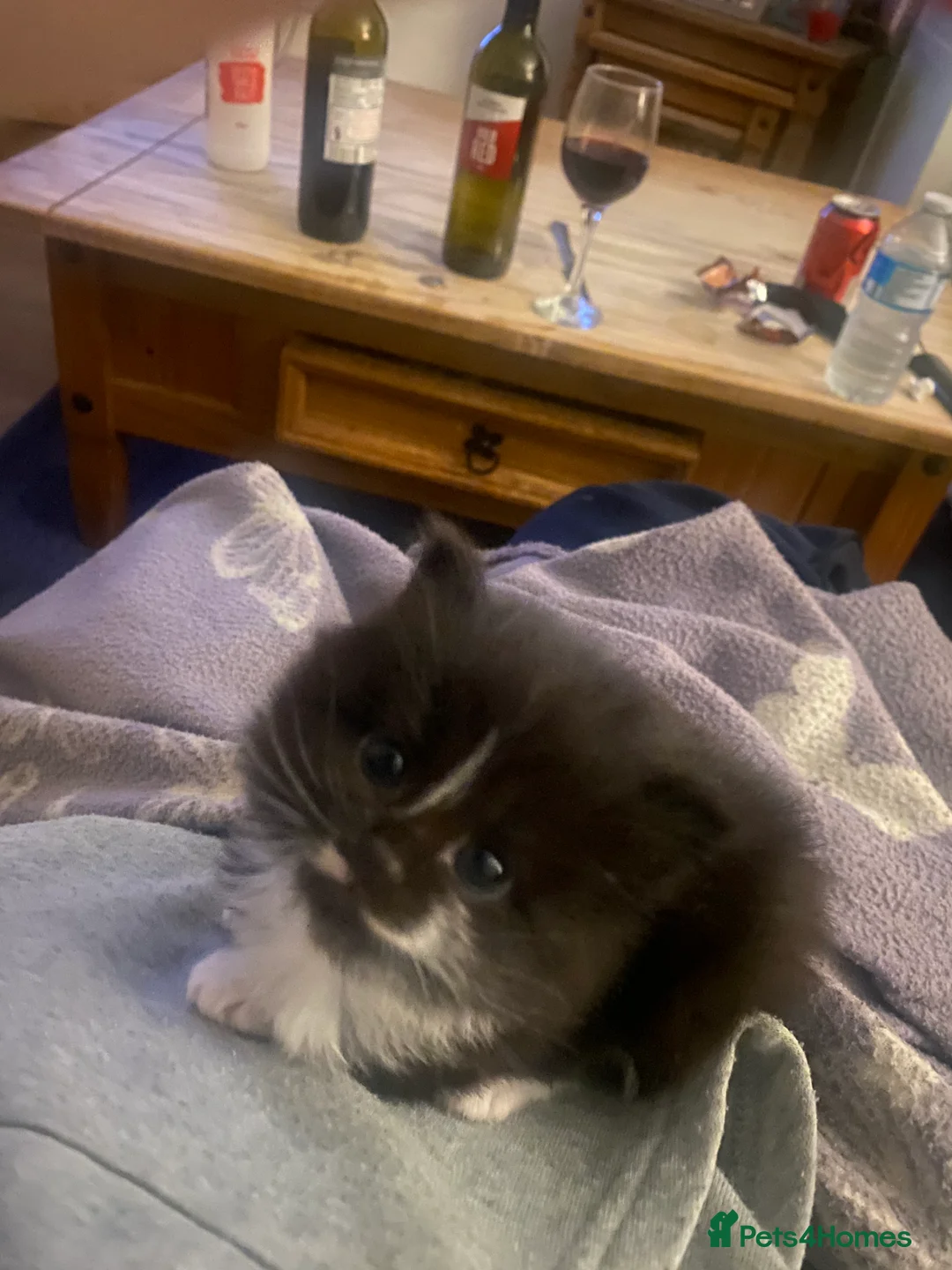 Mixed Breed cats for sale: 3 adorable kittens  - Advert 5