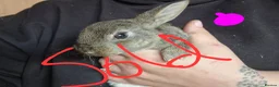 Mini Lop rabbits for sale: Mini lops  - Advert 10