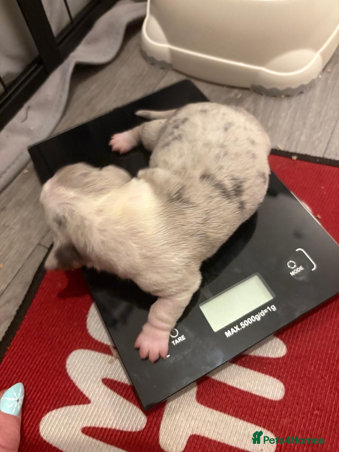 Miniature Dachshund dogs for sale: Beautiful Miniature dachshund pups  - Advert 7