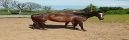English Thoroughbred horses for sale: Thoroughbred mare for sale  in Stoke-on-Trent - Advert 3