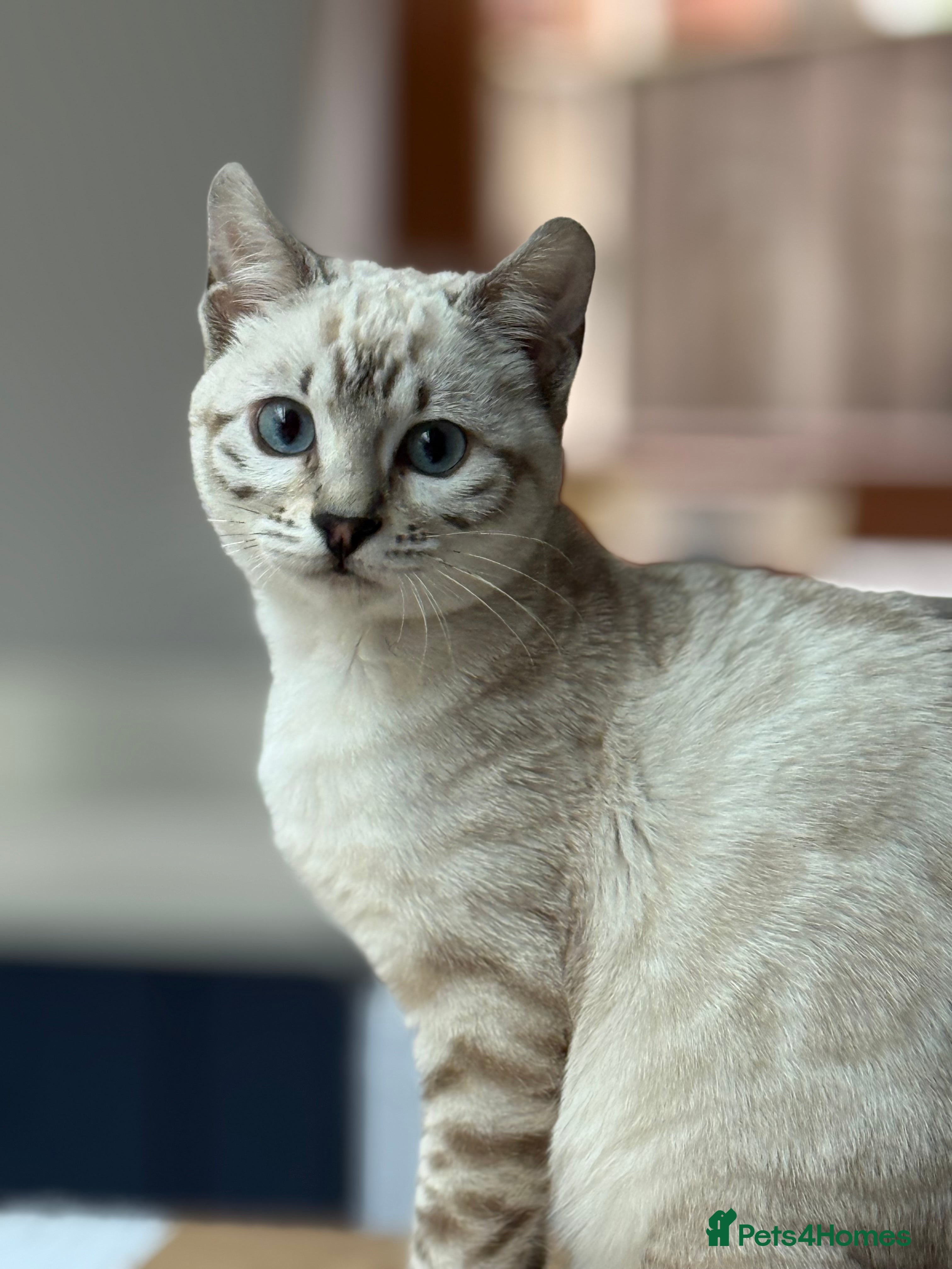 Bengal cats Beautiful Bengal kitten she is 6 months - Advert 2