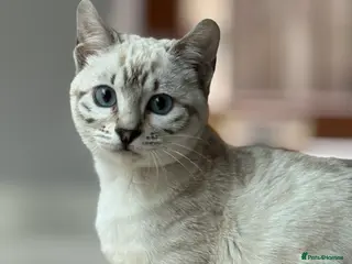 Bengal cats Beautiful Bengal kitten she is 6 months - Advert 2