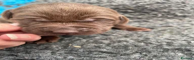 Labrador Retriever 2