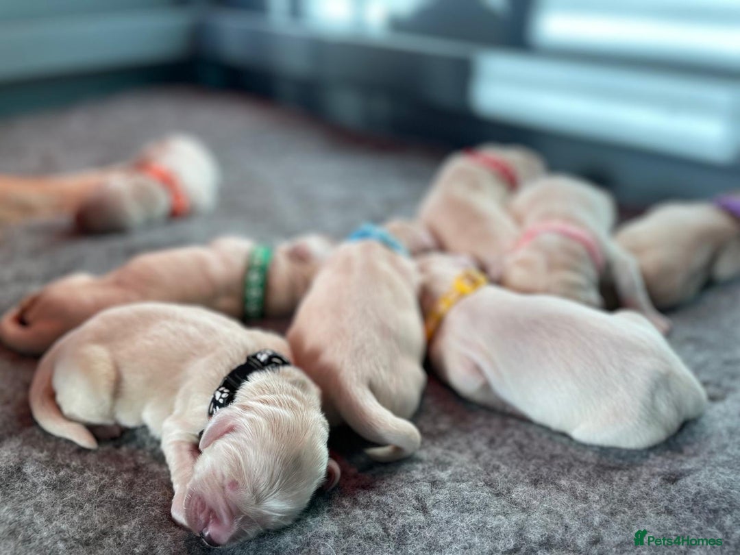 Golden Retriever dogs for sale: Golden Retriever Puppies – Milton Keynes - Advert 3