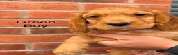 Cocker Spaniel dogs for sale: Cocker Spaniel Puppies - Advert 9