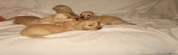 Miniature Dachshund dogs for sale: Here my 4 beautiful miniature dachshund - Advert 13