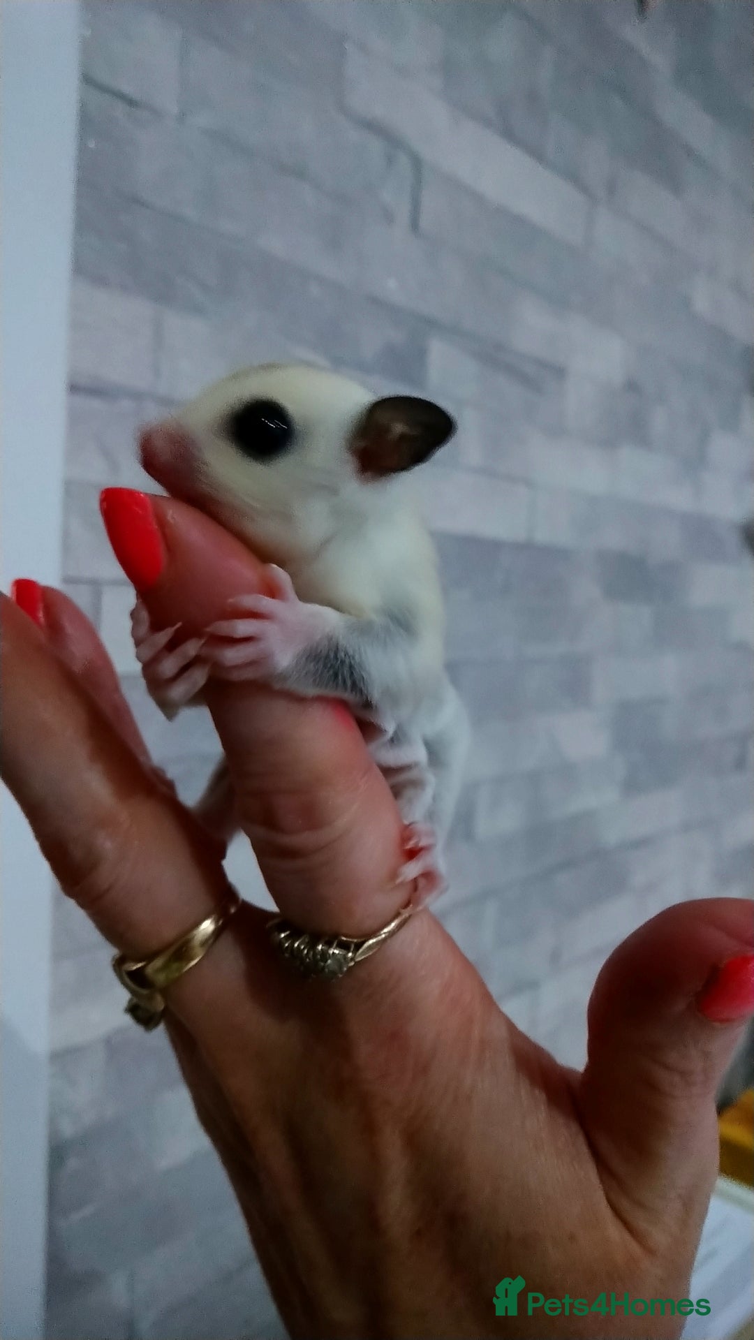 Sugar Glider rodents for sale: Stunning baby sugar glider  - Image 2