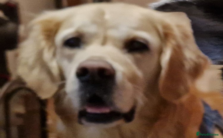 Golden Retriever dogs - Advert 1