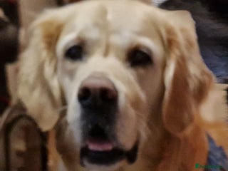 Golden Retriever dogs - Advert 20