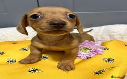 Miniature Dachshund dogs for sale: Min dachshund looking for their forever 🏡 - Image 21