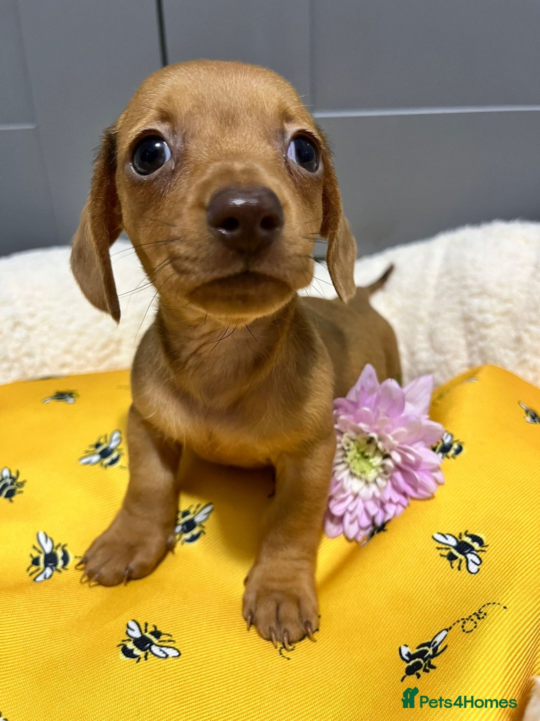 Miniature Dachshund dogs for sale: Min dachshund looking for their forever 🏡 - Image 21