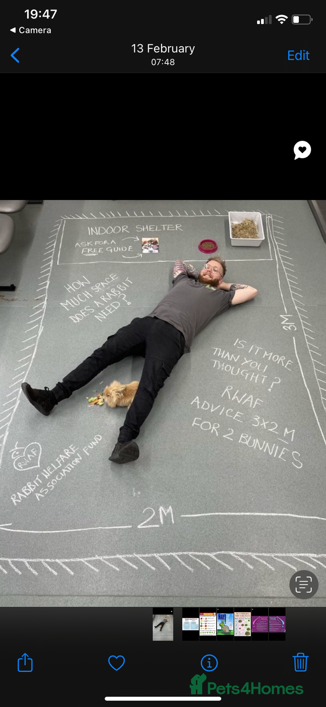 Mini Lop rabbits for sale:  Beautiful mini lop babies - Advert 10