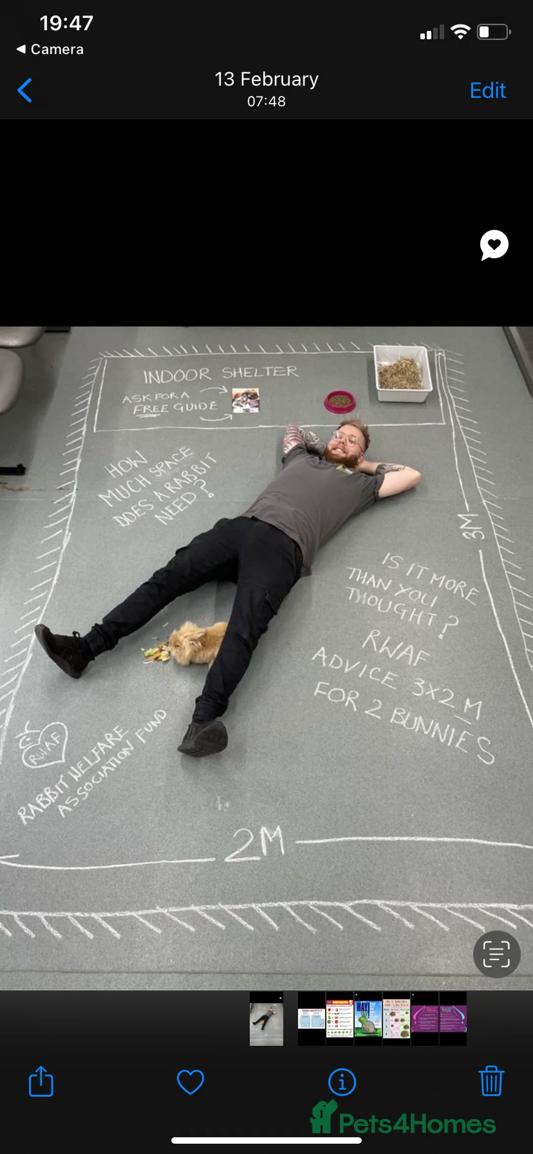 Mini Lop rabbits for sale: *1 left* - Advert 8