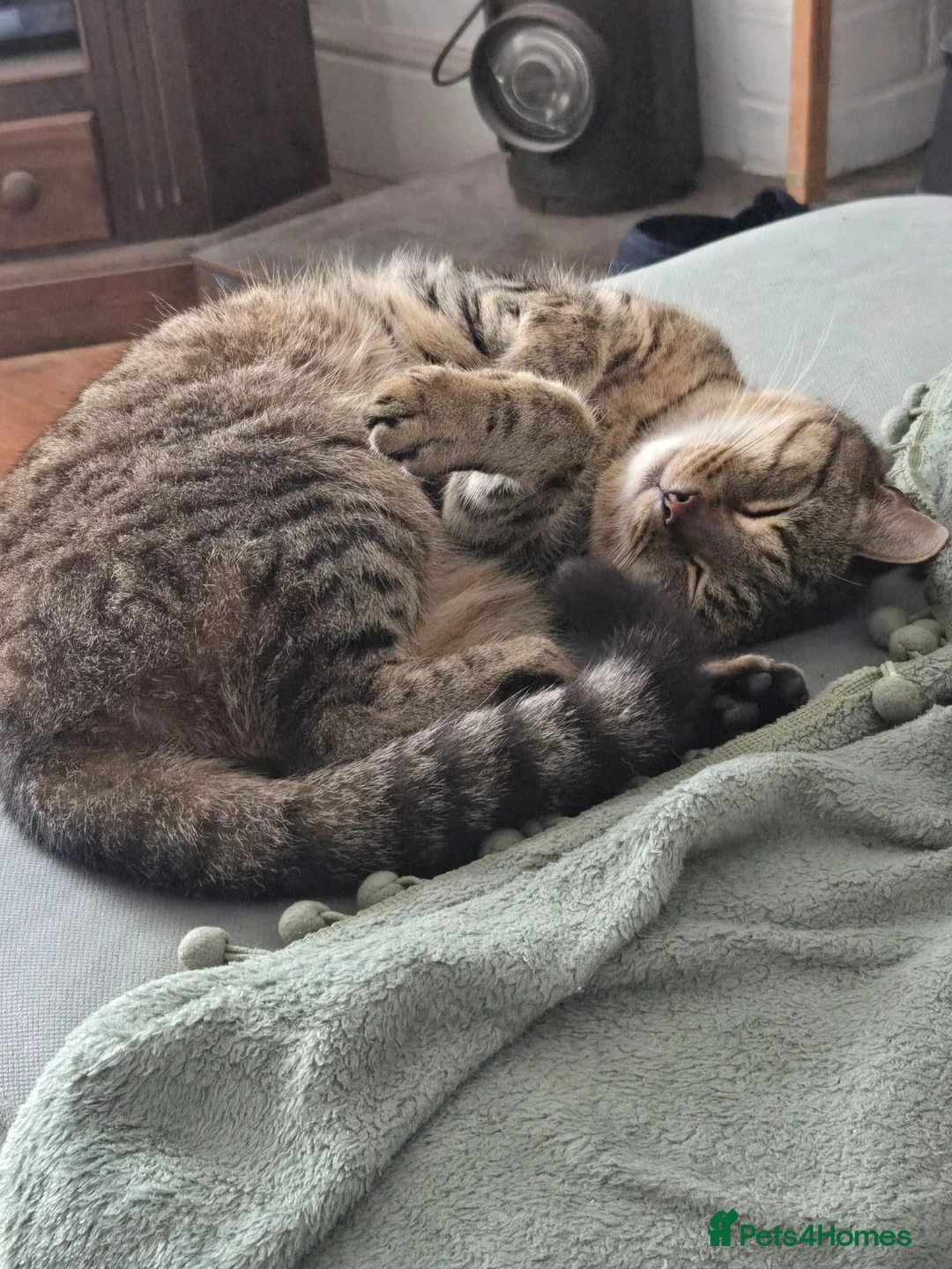 British Shorthair cats for sale: Male cat for rehoming in Crediton - Advert 2