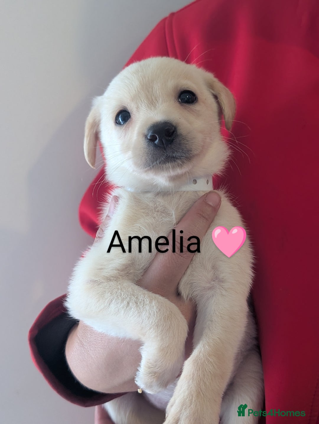 Labrador Retriever dogs for sale: KC Reg, Champion lines Drakeshead in pedigree  - Image 28