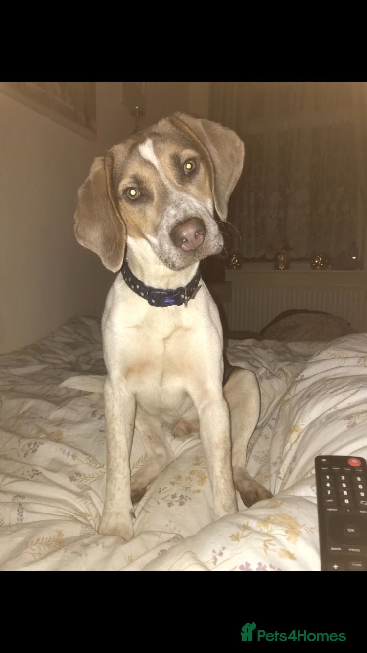 Beagle dogs Health tested blue tri beagle  stud  in Bedworth - Advert 3