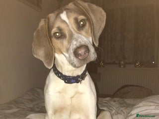 Beagle dogs in Bedworth - Advert 21