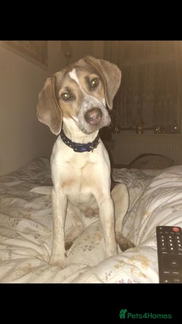 Beagle dogs in Bedworth - Advert 1