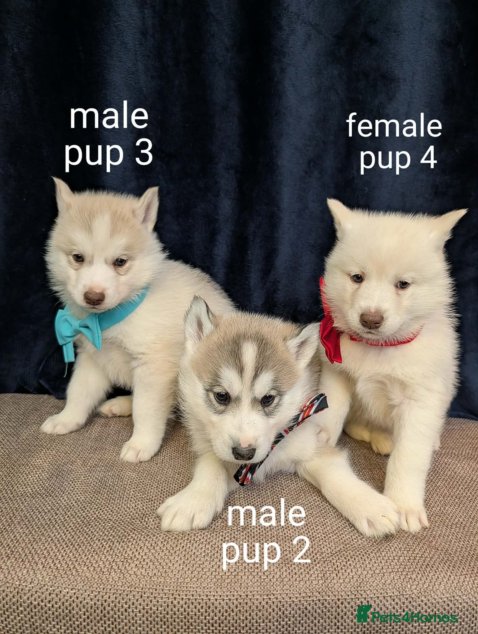 Siberian Husky dogs 6 beautiful Siberian Huskies (3 available) - Advert 4