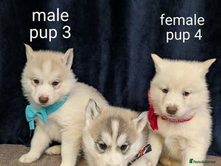 Siberian Husky dogs 6 beautiful Siberian Huskies (2 available) - Advert 3