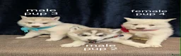 Siberian Husky dogs for sale: 6 beautiful Siberian Huskies  1 available  - Advert 4