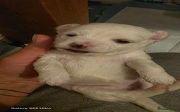 Maltese dogs for sale: Puppy maltese - Image 18