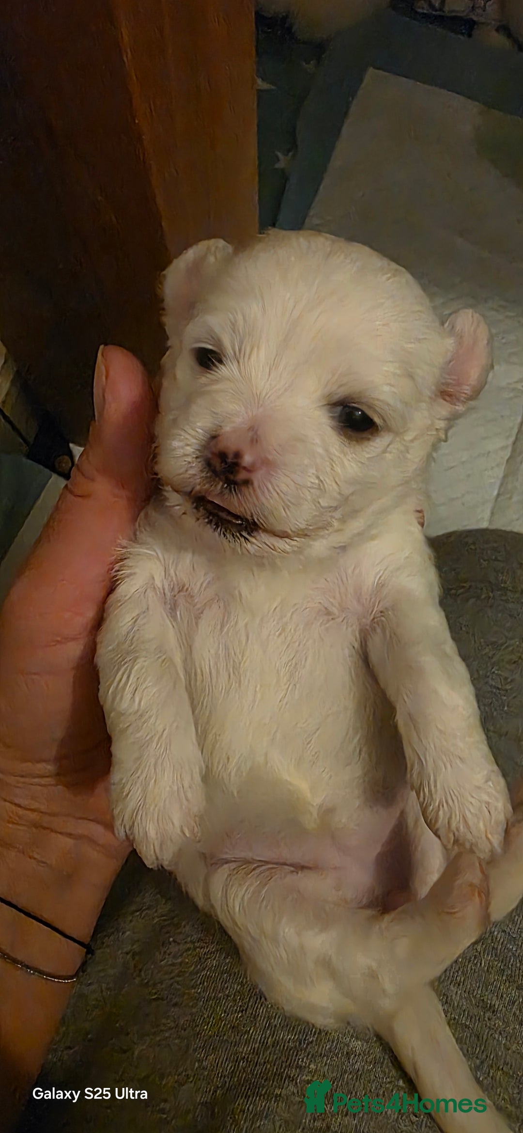 Maltese dogs for sale: Puppy maltese - Image 18