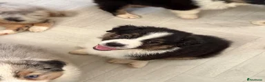Australian Shepherd 5