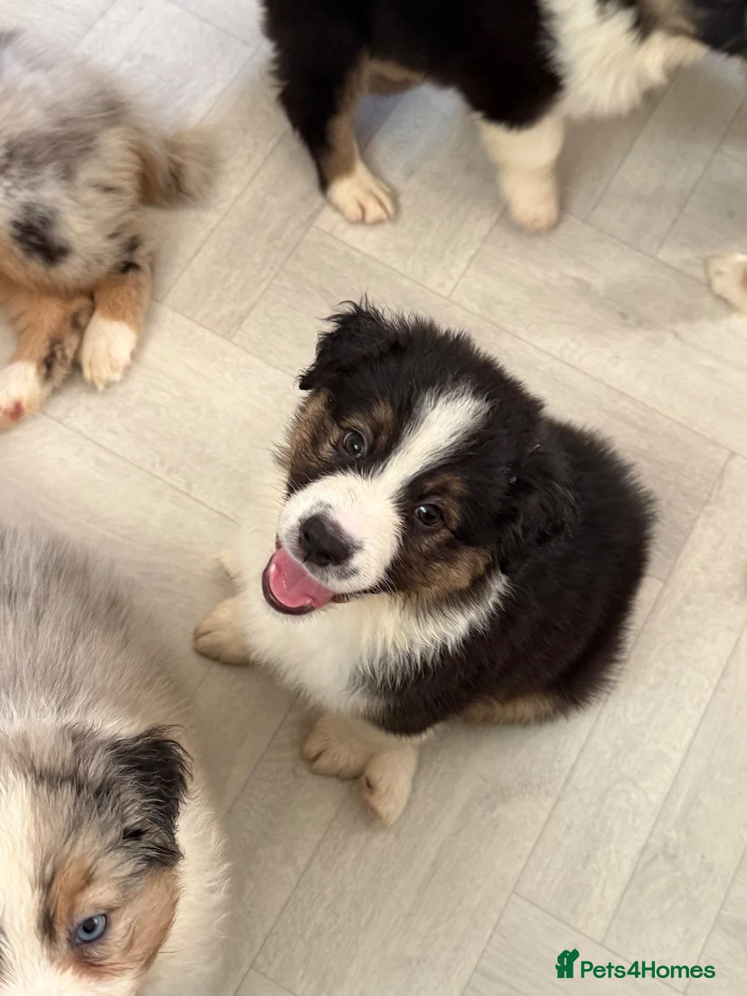 Australian Shepherd dogs for sale: Australian Shepherd Puppies - Advert 2