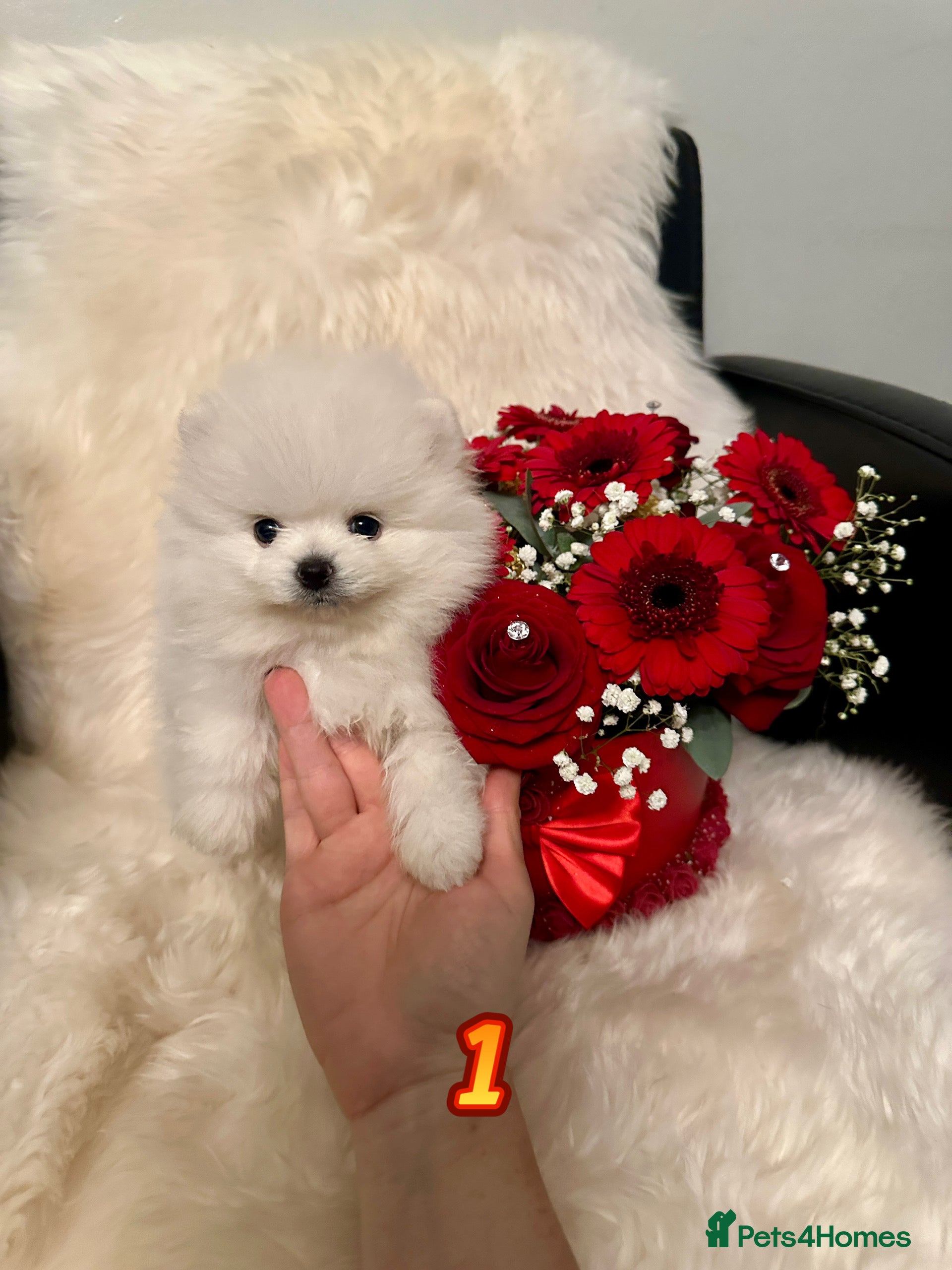 Pomeranian dogs KC white pomeranians  for reservation!  - Advert 5