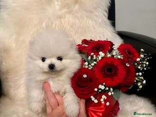 Pomeranian dogs KC white pomeranians for reservation! - Advert 5
