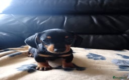 Dachshund dogs for sale: Beautiful litter dachshunds - Image 10