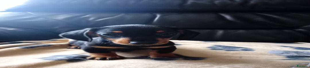 Dachshund Puppy 4