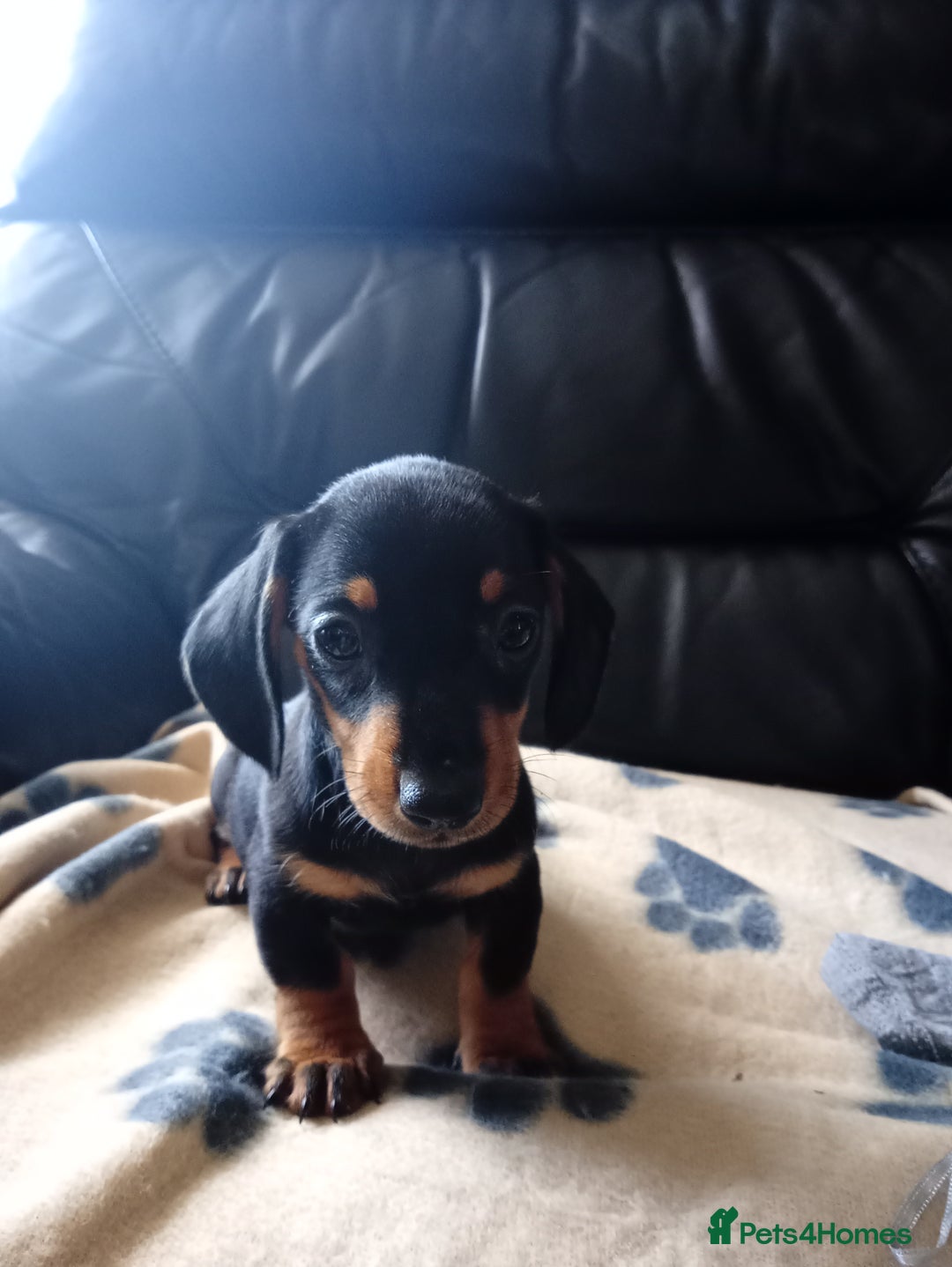 Dachshund dogs for sale: Beautiful litter dachshunds - Image 10