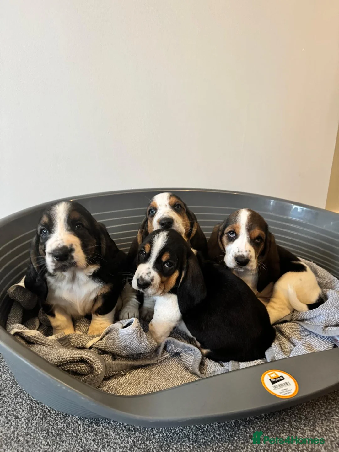 Basset Hound dogs for sale: One Beautiful Basset Hound Pup (Bertha) remaining. - Advert 9