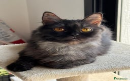 Mixed Breed cats for adoption: Beautiful grumpy-face Elba is a lovebug  - Image 7