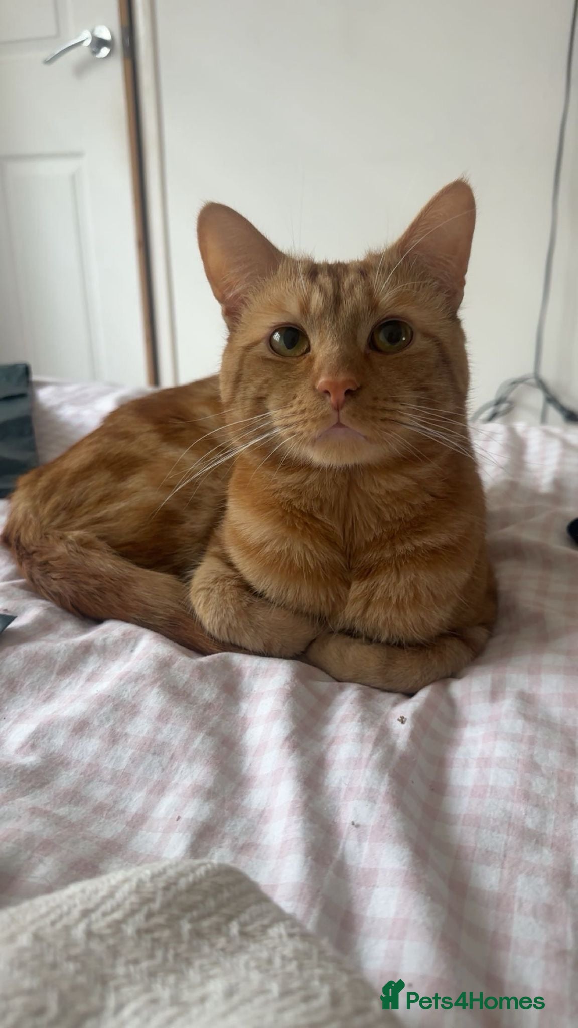 Mixed Breed cats 21 Month old Ginger Tabby Cat  - Advert 11