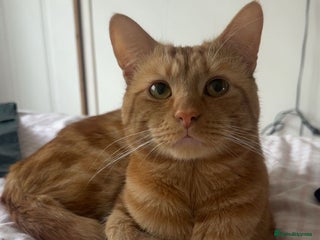 Mixed Breed cats 21 Month old Ginger Tabby Cat - Advert 1
