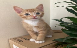European cats for sale: Selling kitten - Image 2