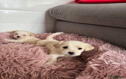 Bichon Frise dogs for sale: 🤍 3 female and 5 male - Image 5