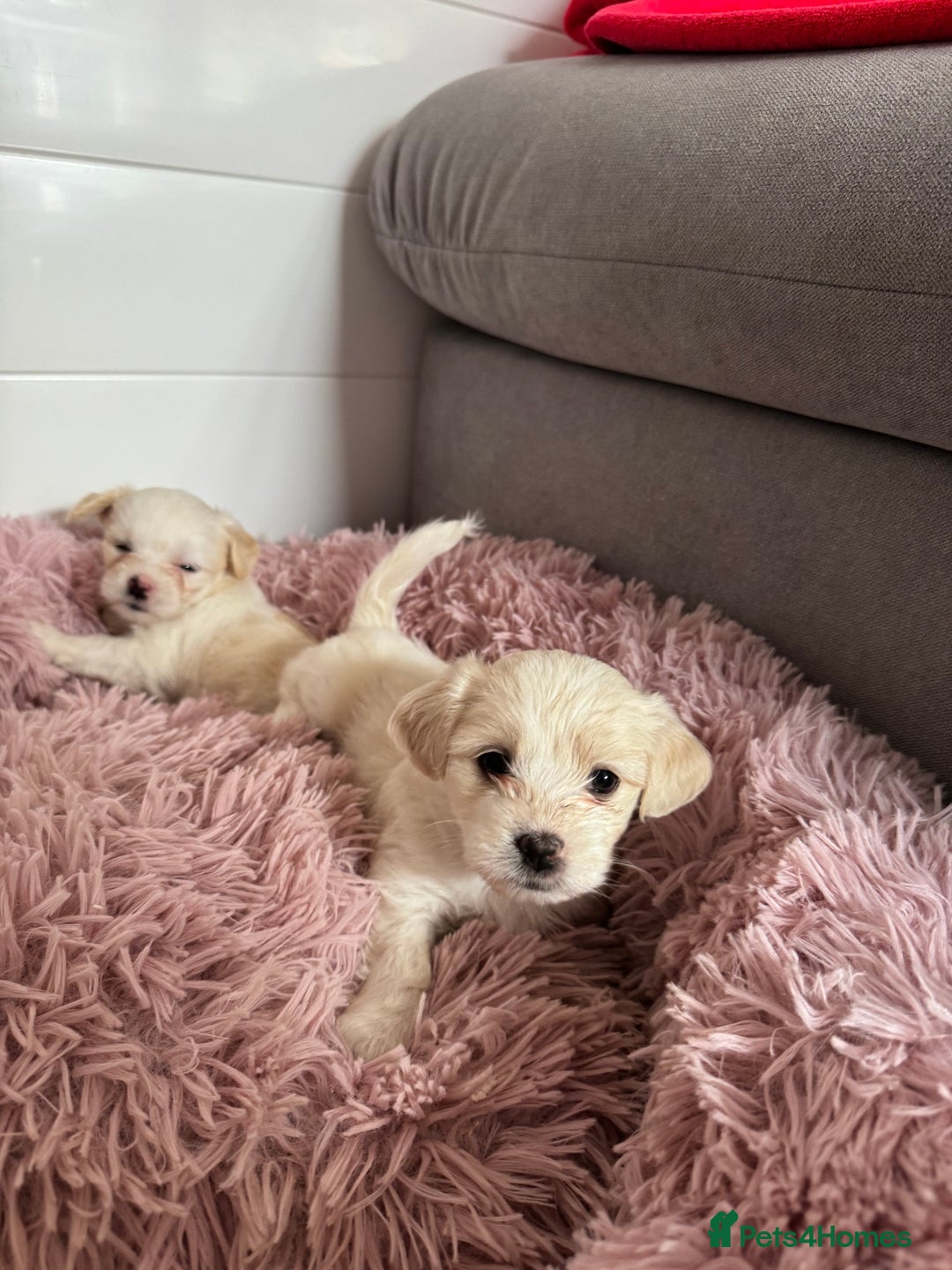 Bichon Frise dogs for sale: 🤍 3 female and 5 male - Image 5